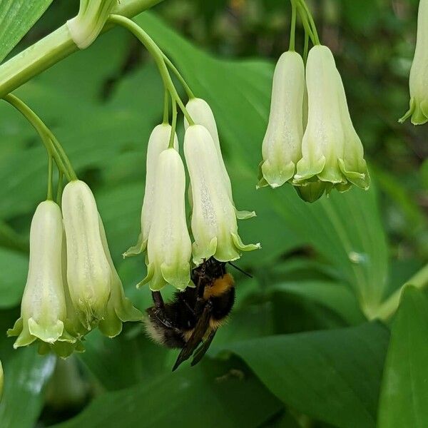 Polygonatum multiflorum Flower