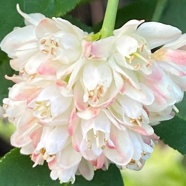 Staphylea pinnata Flower