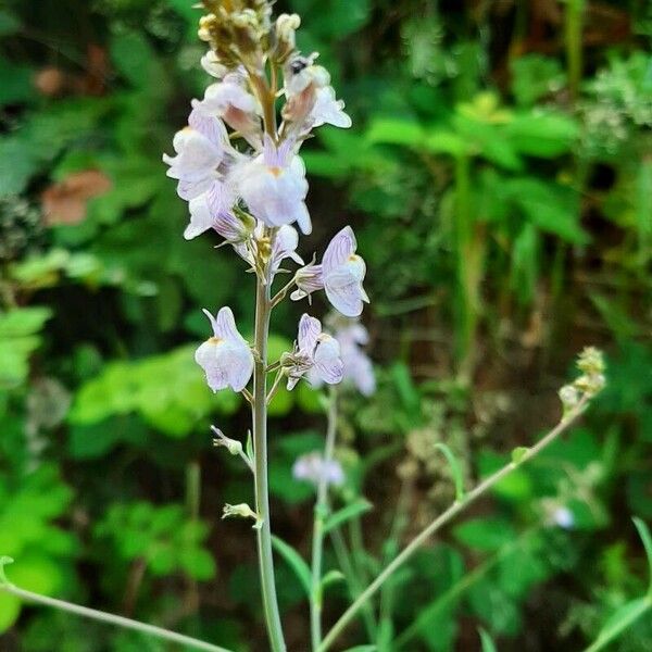 Linaria repens Õis