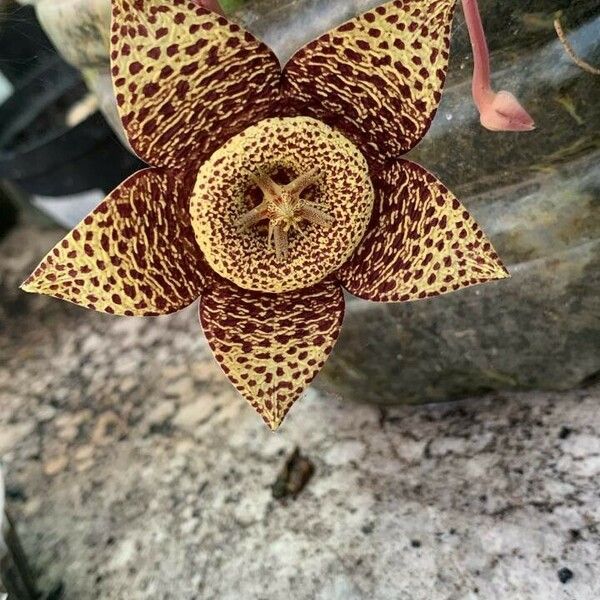 Orbea variegata Flower