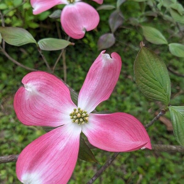 Cornus florida Flor