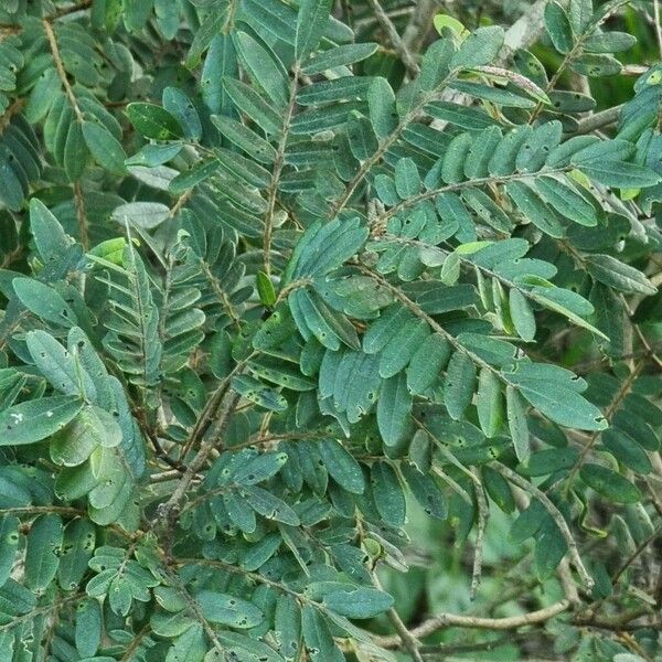 Machaerium nyctitans Leaf