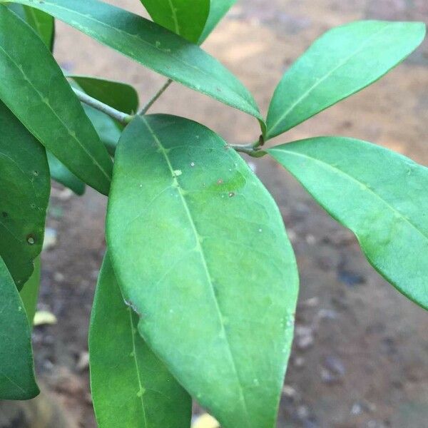 Chionanthus foveolatus Hoja