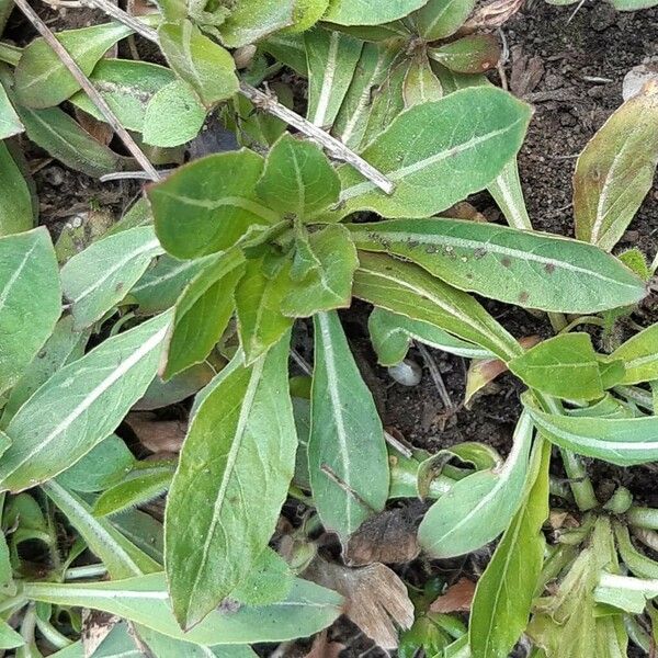 Oenothera biennis Leaf