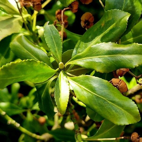 Euonymus japonicus List