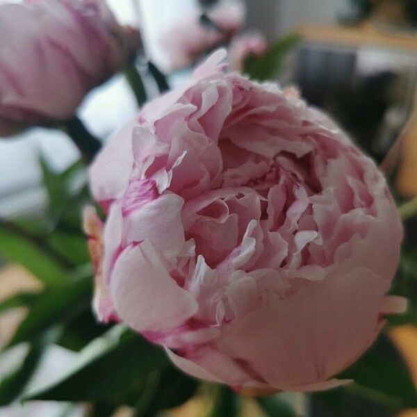 Paeonia officinalis Blomst