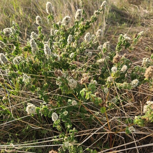 Cyathula orthacantha Bloem