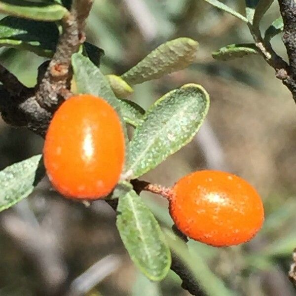 Hippophae rhamnoides Ffrwyth