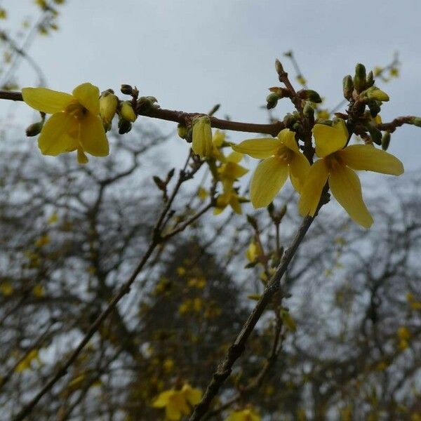 Forsythia suspensa Flower