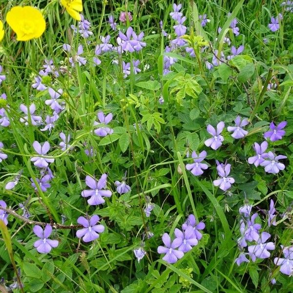 Viola cornuta Floare