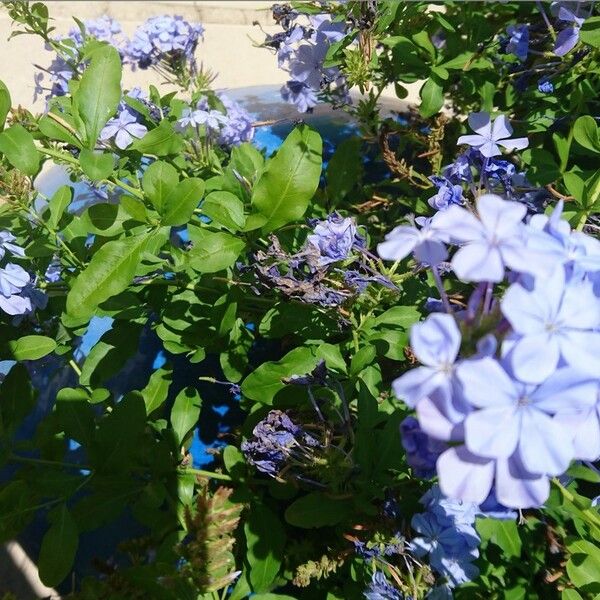 Plumbago auriculata Flower