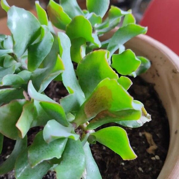 Crassula arborescens Leaf