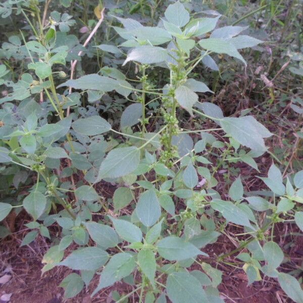 Acalypha ciliata その他の提案