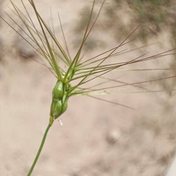 Aegilops neglecta Flower