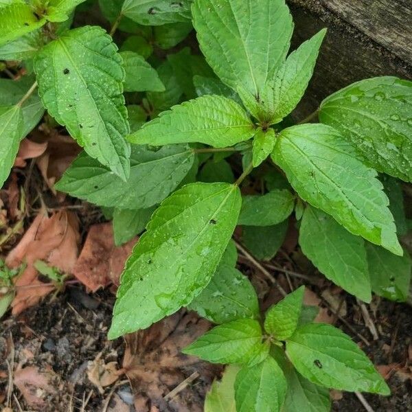 Acalypha virginica Levél