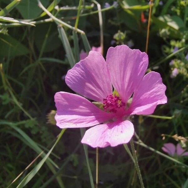 Althaea cannabina 花