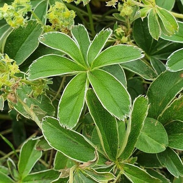 Alchemilla alpina Лист