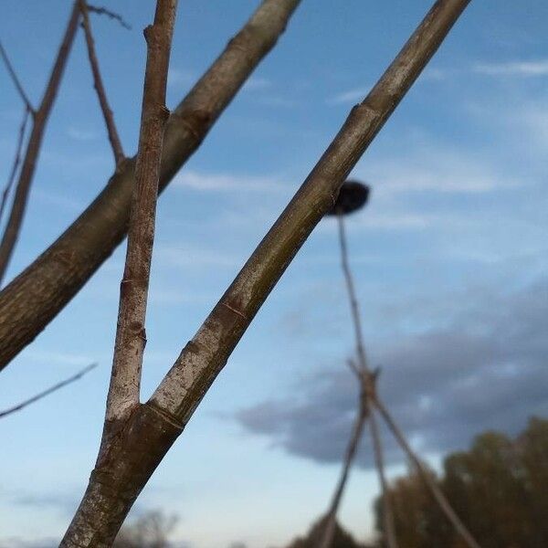 Salix daphnoides 樹皮