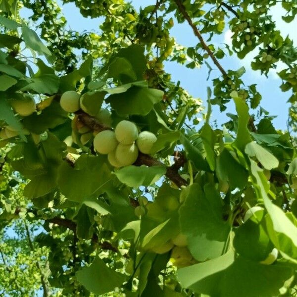 Ginkgo biloba Frukt