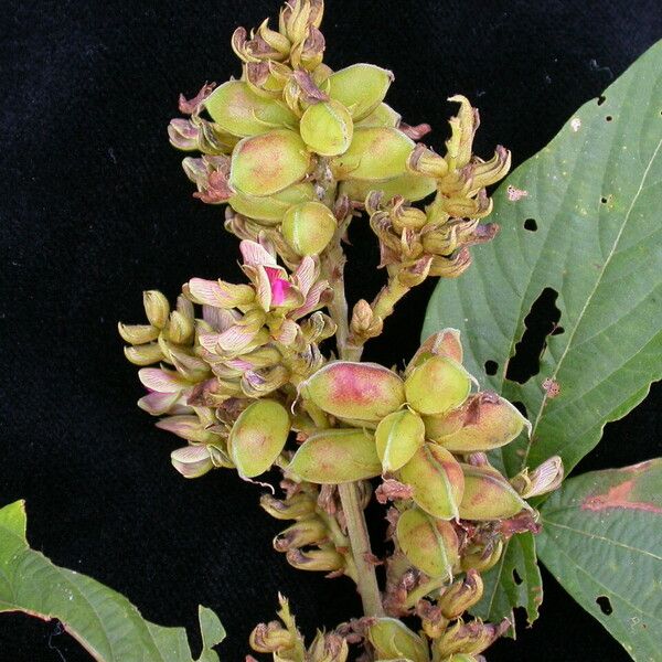 Flemingia macrophylla Habit