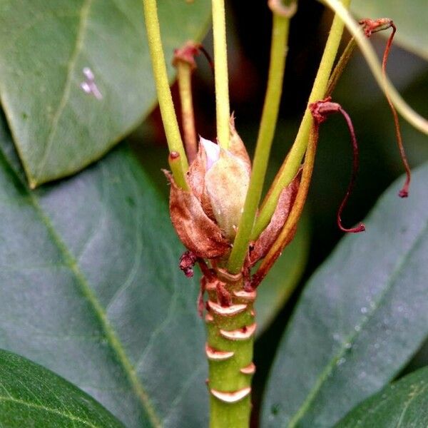 Rhododendron ponticum Rinde