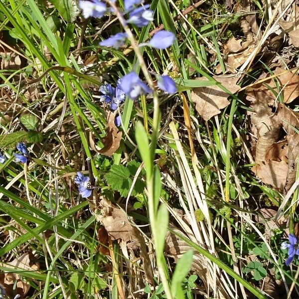 Polygala calcarea 形态