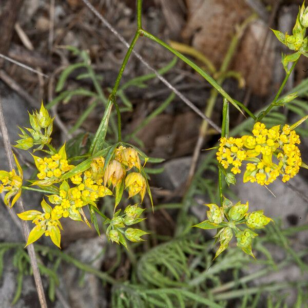 Bupleurum veronense Flower