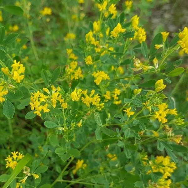 观察 Lotus Corniculatus L Galina Sokolova 21年7月5日 World Flora Pl Ntnet Identify