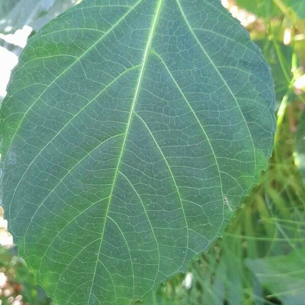 Acalypha hispida Liść