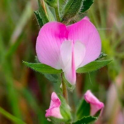 Ononis spinosa Flower