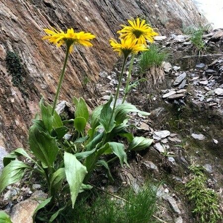 Doronicum clusii Flower