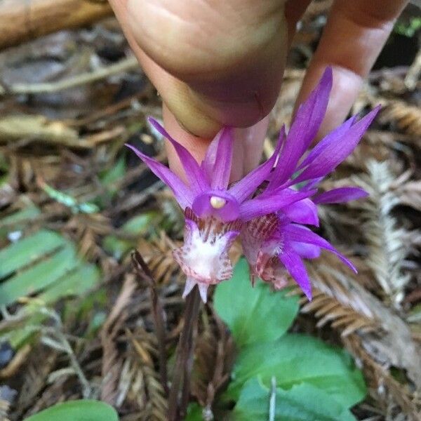 Calypso bulbosa Kvet