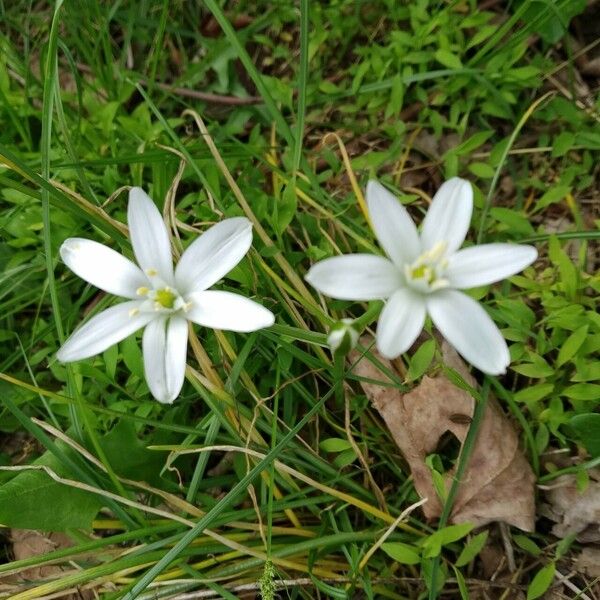 Ornithogalum orthophyllum Blomst