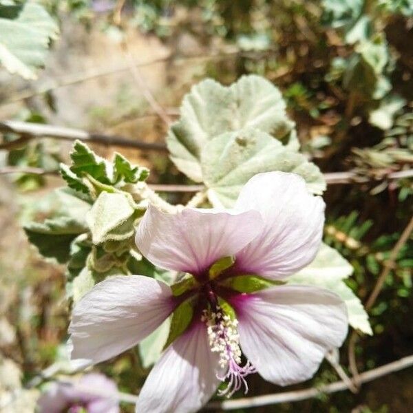 Malva subovata Flor