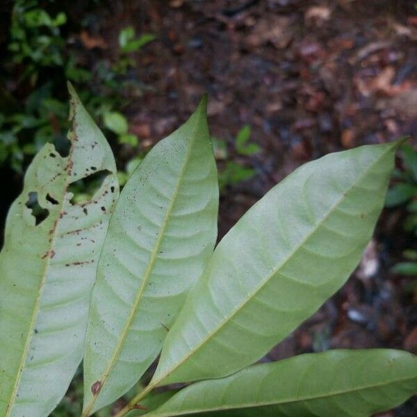 Iryanthera sagotiana Leaf