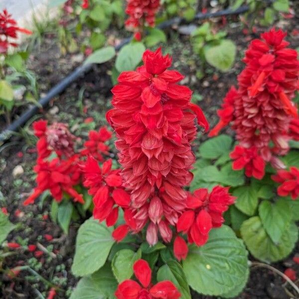 Salvia splendens Õis