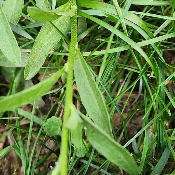 Berteroa incana Leaf