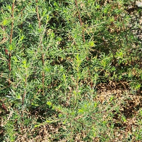 Artemisia scoparia Alkat (teljes növény)