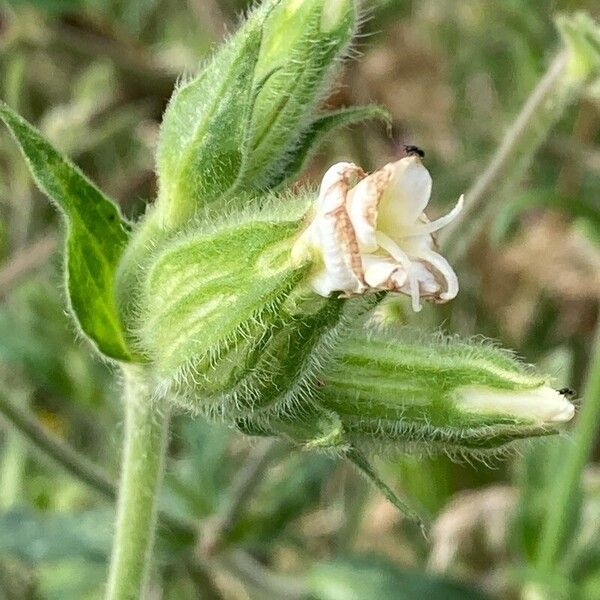 Silene noctiflora ফুল