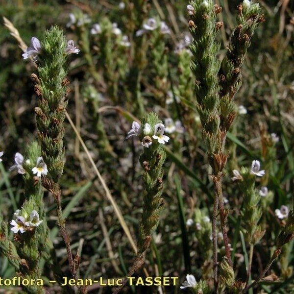 Euphrasia pectinata Habit