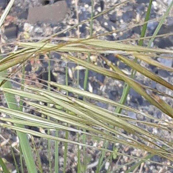 Bromus diandrus ফুল