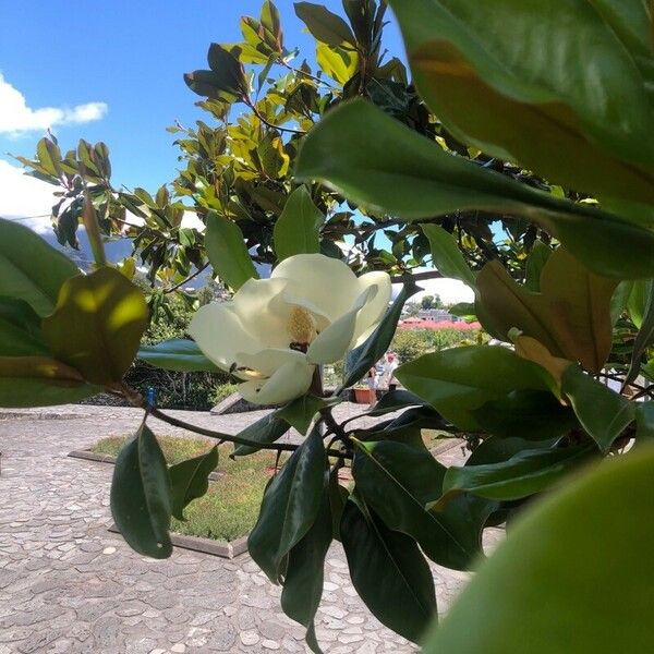 Magnolia virginiana Цвят