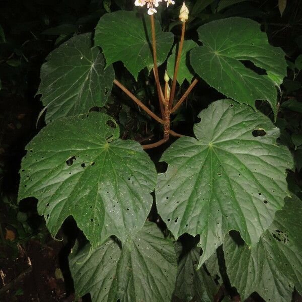 Begonia broussonetiifolia Yaprak