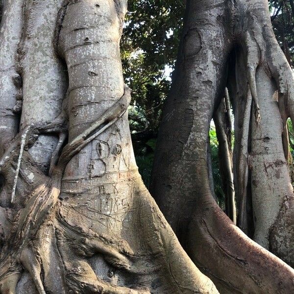 Ficus thonningii बार्क (छाल)