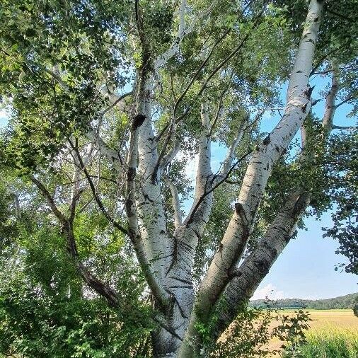 Populus alba موطن