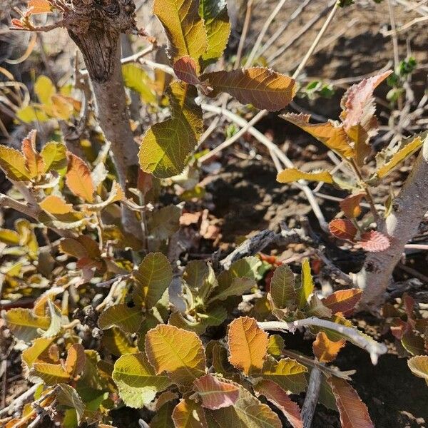Pappea capensis Levél