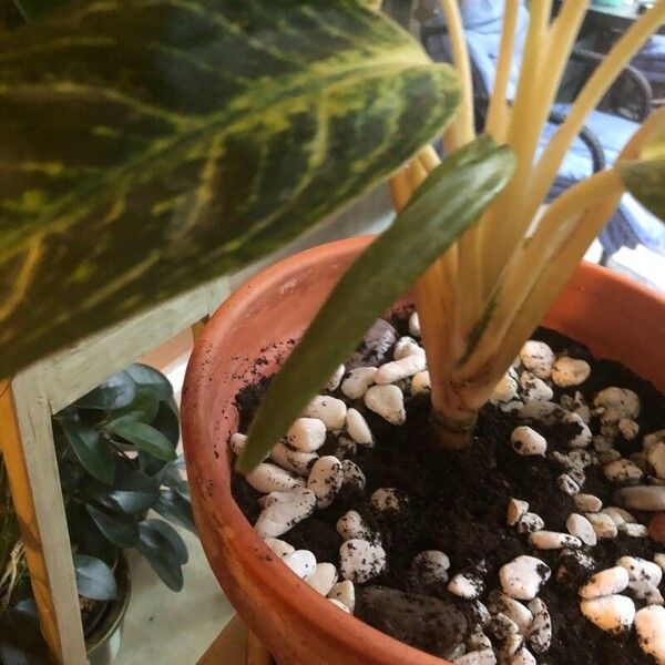 Aglaonema commutatum List