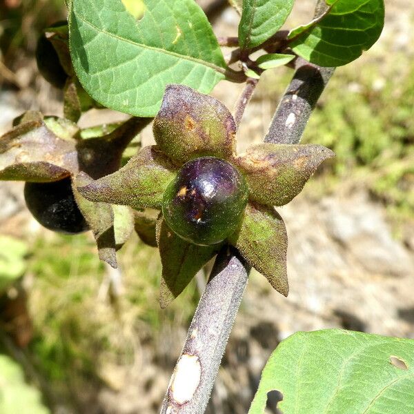 Atropa bella-donna Fruit