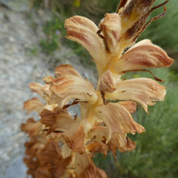 Orobanche rapum-genistae Flower
