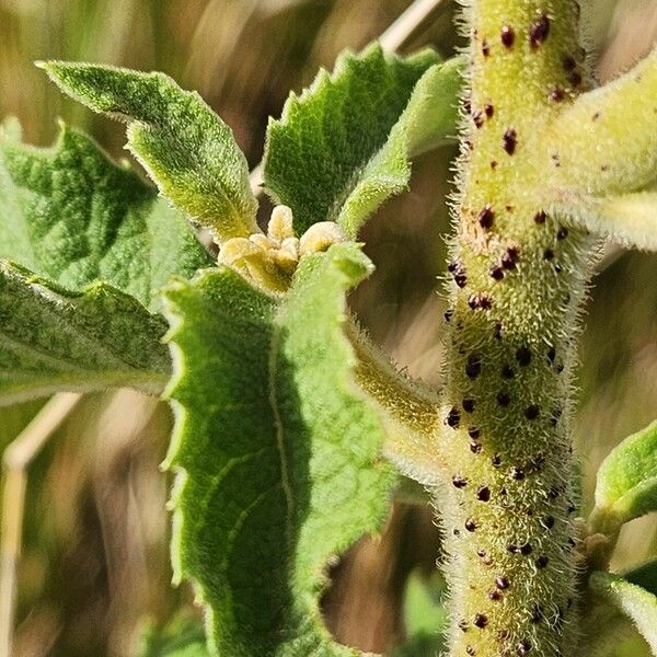 Baccharoides lasiopus Leaf